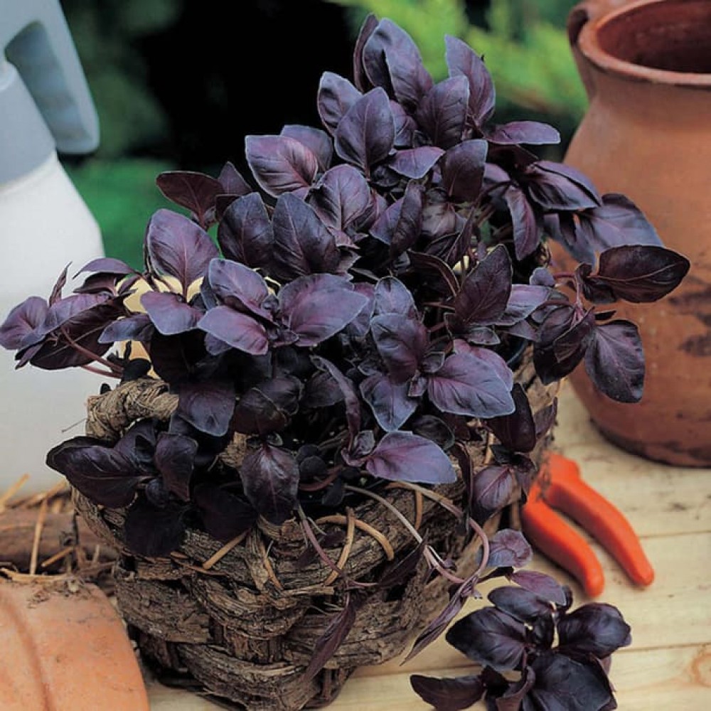 10 Benih Bibit herbal Basil Red Leaved F1 tanaman obat / Sayuran basil ungu / merah Mr Fothergills
