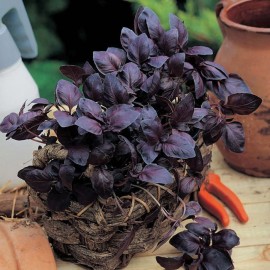 10 Benih Bibit herbal Basil Red Leaved F1 tanaman ..