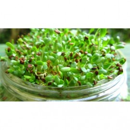 100 benih green alfafa bibit sayuran sawi sawian sunflower microgreens salad hidroponik