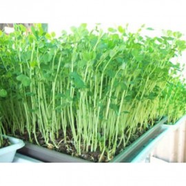 100 benih green alfafa bibit sayuran sawi sawian s..