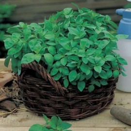 13 Benih Herbal Basil Lemon F1 Mr Fothergills bibi..