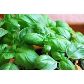 15 Benih herbal Basil Hijau Import F1 fothergills ..