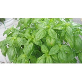 15 Benih herbal Basil Hijau Import F1 fothergills bibit tanaman obat sayur sayuran herb