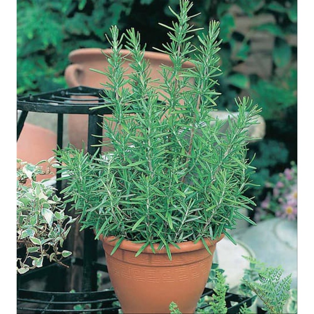 2 Benih Herbal Rosemary F1 bibit tanaman obat sayur sayuran herb