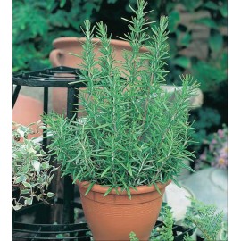 2 Benih Herbal Rosemary F1 bibit tanaman obat sayu..