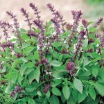 20 Benih Bibit herbal Basil Thai F1 bibit tanaman obat / sayuran Mr Fothergills
