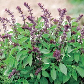 20 Benih Bibit herbal Basil Thai F1 bibit tanaman ..
