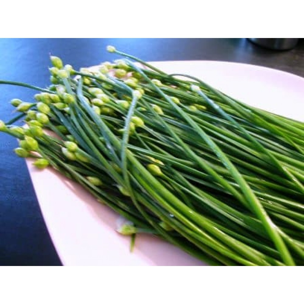 20 Benih Herbal Garlic Chives F1 mr. fothergills bibit tanaman obat sayur sayuran herb kucai