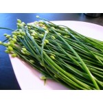 20 Benih Herbal Garlic Chives F1 mr. fothergills bibit tanaman obat sayur sayuran herb kucai