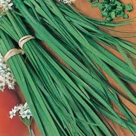 20 Benih Herbal Kucai / daun Bawang Prei / Chives F1 Mr. Fothergills Bibit tanaman Sayuran