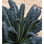 25 Benih Kale Nero Di Toscana F1 Mr. Fothergills Bibit tanaman sayur sayuran