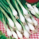 25 Benih herbal Onion White Lisbon F1 Mr. Fothergills Bibit tanaman Sayuran herb daun bawang kucai