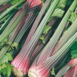 30 Benih seledri merah  F1 Celery Giant Red Mr Fothergills bibit herbal sayuran