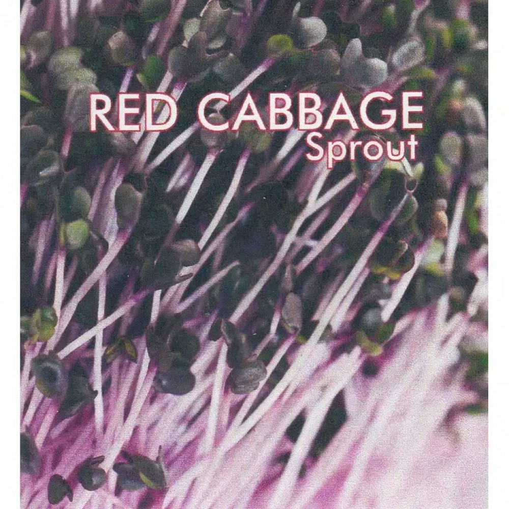 50 benih red cabbage alfafa sayuran sawi sawian sunflower microgreen