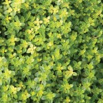 6 Benih herbal Lemon Thyme F1 bibit tanaman obat sayur sayuran herb
