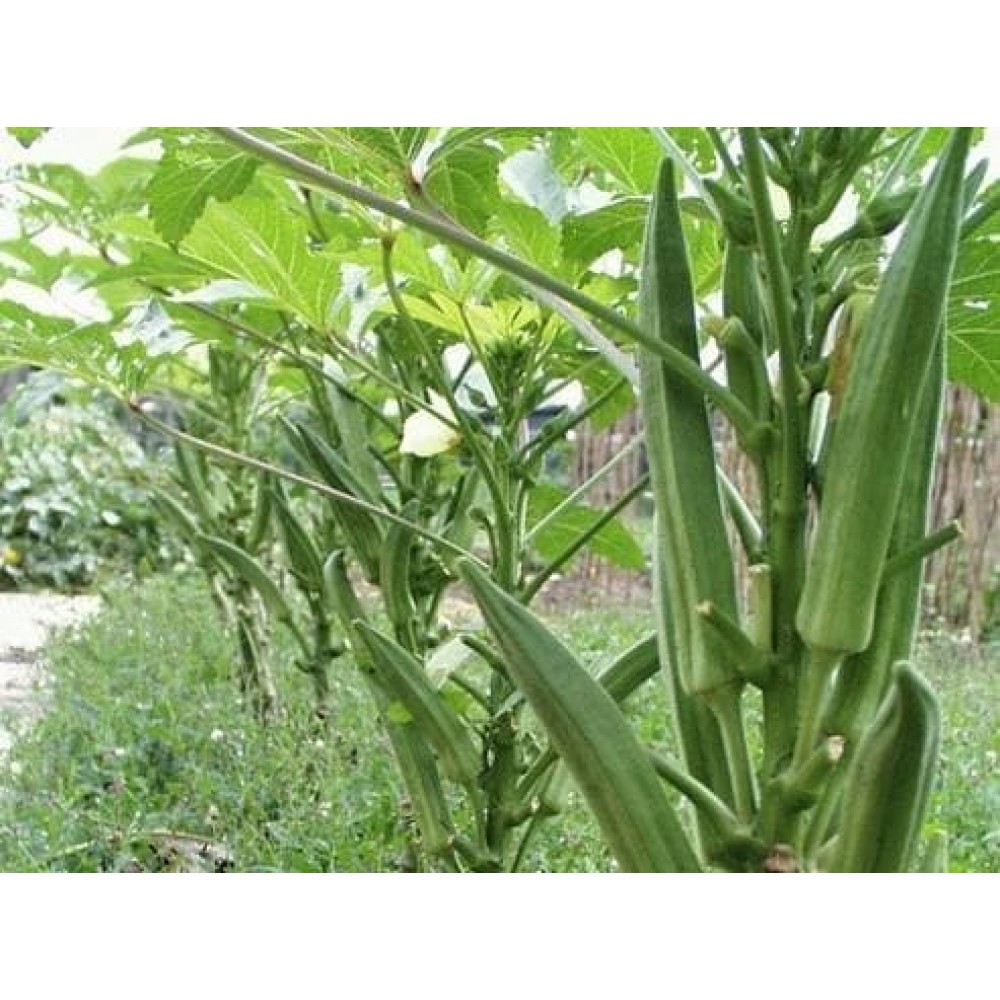 7 benih okra hijau F1 bibit tanaman pertanian sayur SAYURAN herb herbal