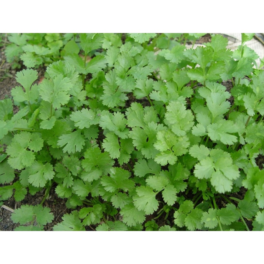 8 Benih Herbal Coriander Cilantro F1 bibit tanaman obat sayur sayuran herb fothergills