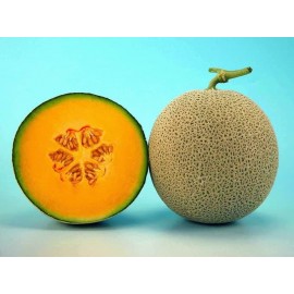 Benih F1 buah Melon Red Aroma