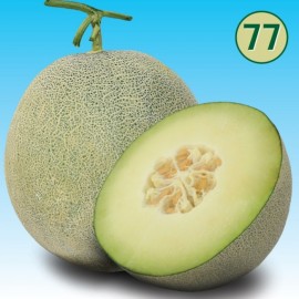 Benih Melon Aramis F1