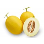 Benih Melon Emas / Golden Melon Bibit tanaman buah