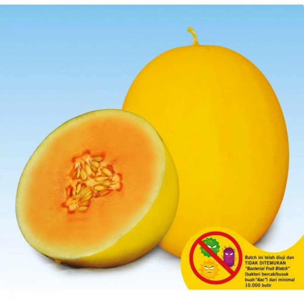 Benih buah Melon Kuning Anti Virus ALISHA F1