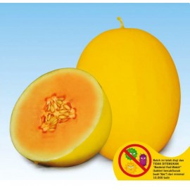 Benih buah Melon Kuning Anti Virus ALISHA F1