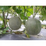 Benih buah Rock Melon Hibrida MADESTA F1 Tahan Virus