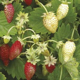 Benih buah Strawberry (Alpine) Red & White F1 Mr. Fothergills
