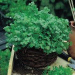 Benih herbal ketumbar bibit tanaman sayur sayuran herb bisa hidroponik