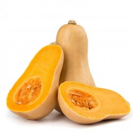 Benih labu Madu F1 Pumpkin Butternut Squash