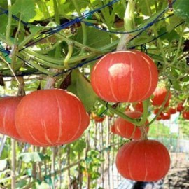 Benih labu waloh F1 RED PUMPKIN EASTERN waluh merah