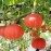 Benih labu waloh F1 RED PUMPKIN EASTERN waluh merah