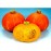 Benih labu waloh F1 RED PUMPKIN EASTERN waluh merah