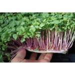 Benih red alfafa bibit sayuran sawi sawian sunflower red microgreens salad hidroponik