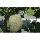 Biji benih Buah Melon bangkok bulat daging orange F1 import
