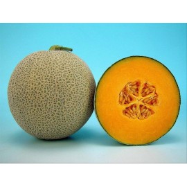 Biji benih Buah Melon bangkok bulat daging orange F1 import