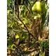 Jambu Air Madu Delhi